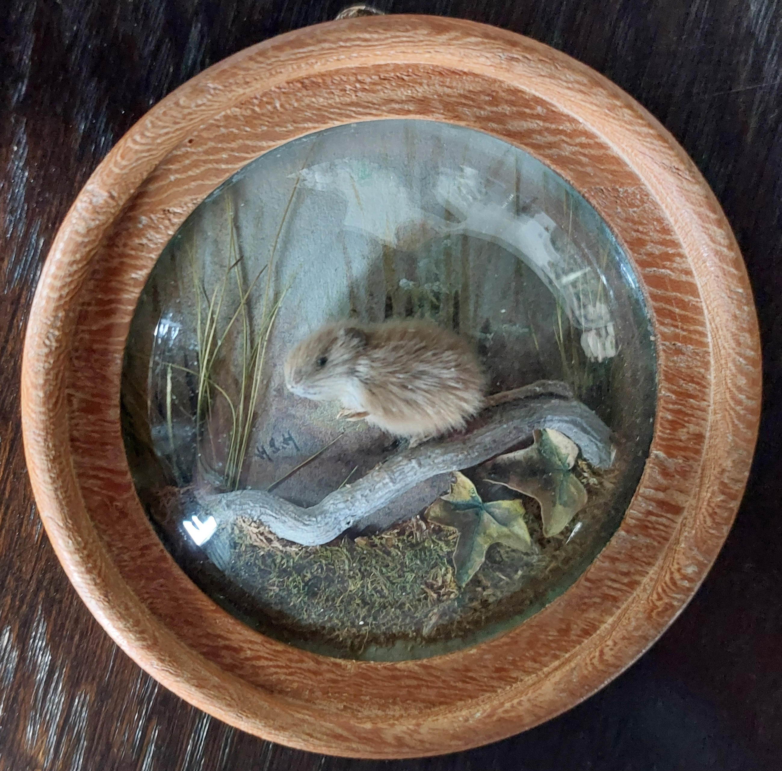 Short Tailed Vole (Version 3)